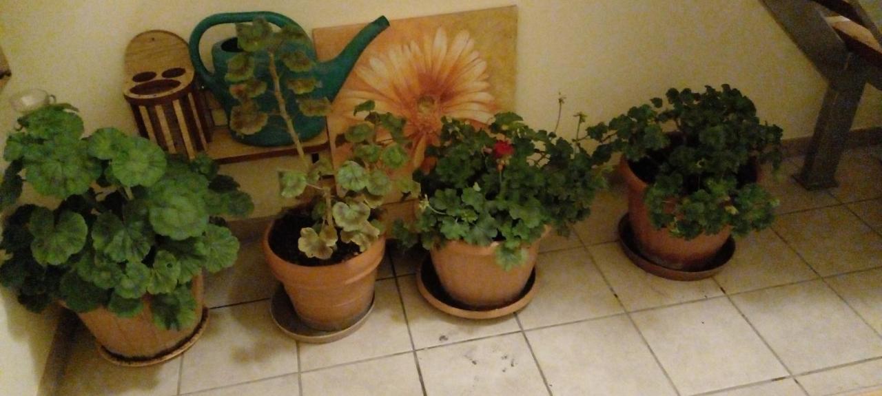 Dutch Farm In Felsolajos Apartment Ngoại thất bức ảnh